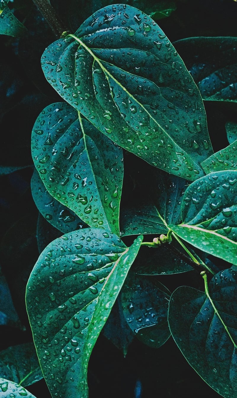 Living Plant Wall